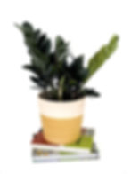 ZAMIOCULAS ZAMIIFOLIA OSCURA