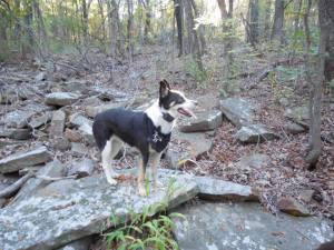 An Ode to Mutts