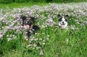 Dog Training in Tulsa: What to Look For in a Dog Trainer