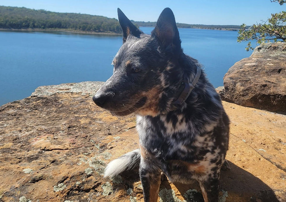 How to Deal with a High Drive Dog