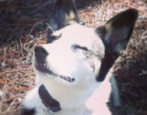 A Dog wearing an Ecollar