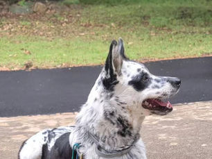 Kaala in a down stay after dog training in Sand Springs