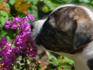 Pit Bulls – the kids of a nasty divorce
