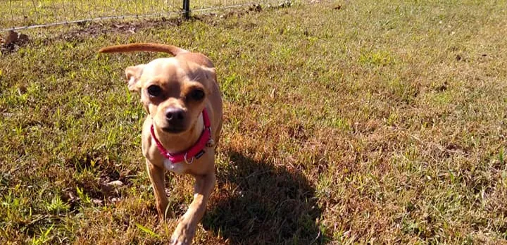 Downtown Dog in the Country