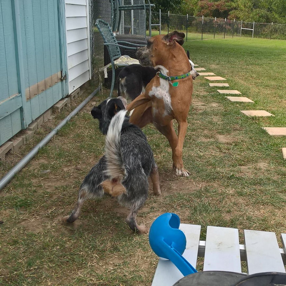 Kai Being a bossy puppy during his puppy training