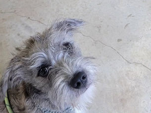 What Dog Training Success Takes