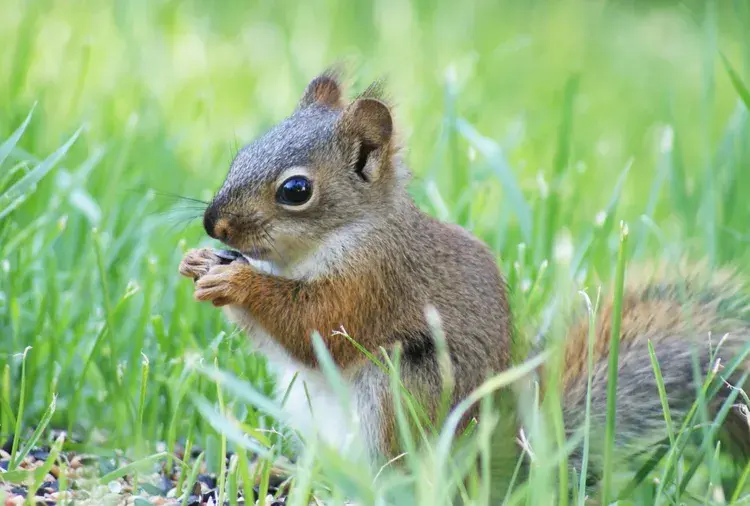What to do if you find baby squirrels in your yard