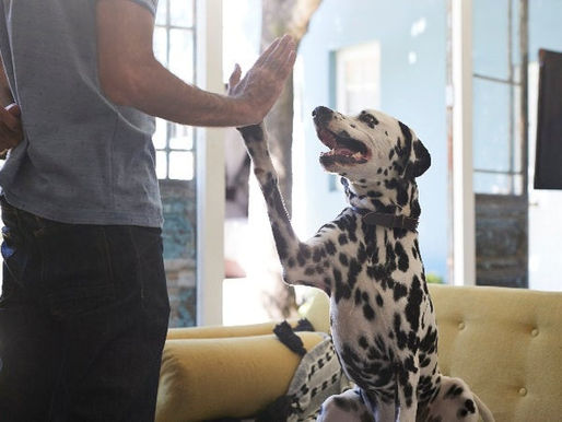 Are you covered if your dog behaves badly?