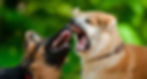 ree