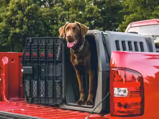 Why large breeds need specific crates (quote/ excerpt from Parade Pets)