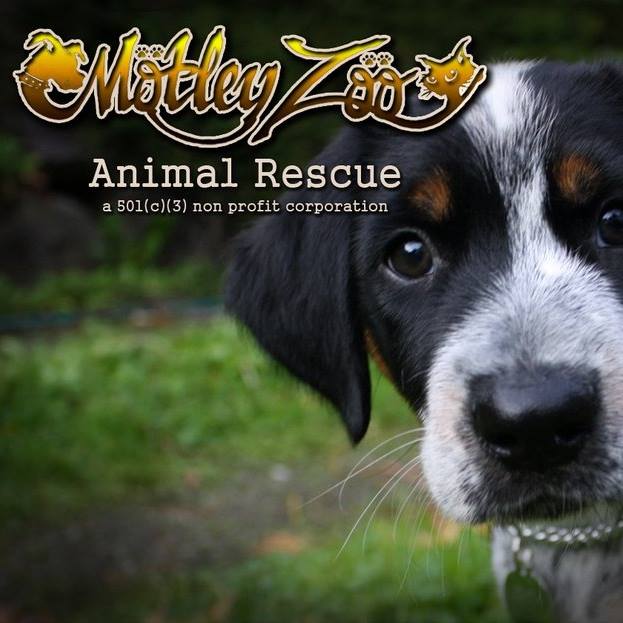 Home | Redmond WA | Motley Zoo Animal Rescue | Adopt. Foster. Give. Home | Redmond WA | Motley Zoo Animal Rescue | Adopt. Foster. Give.