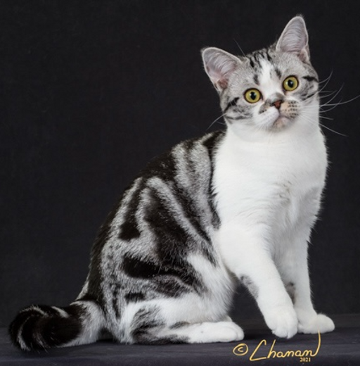 GC Murrznpurrz Florodora of BiAmeriKitty DOBÂ 4 9 21.png