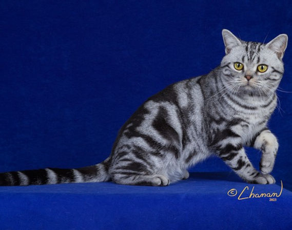 Citation American Shorthair.jpg