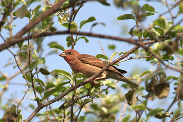 Common Rose Finch.jpg