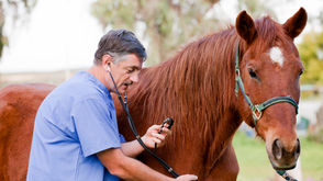 Equine first aid kit essentials