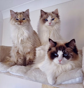 Aristodoll Athena, Fauna and Violet