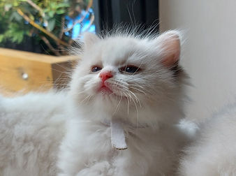 Aristodoll ragdoll kittens
