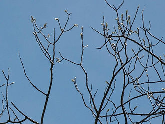 Aspen - Big-Tooth, Quaking or Trembling 