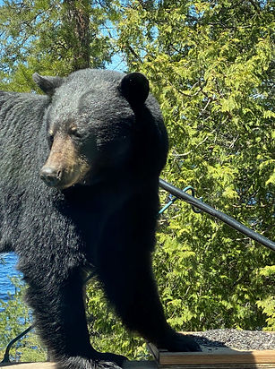 Bear with shepherds hook.jpg