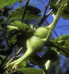 Beaked Hazel, American Hazel - Nuts