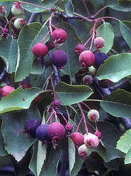 Juneberry