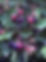 Juneberry