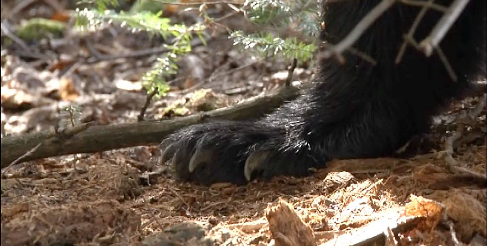 Bear Paw.jpg