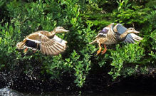 Mallards taking off 7-12-22.jpg
