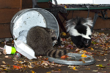 Raccoon (Procyon lotor) and Skunk (Mephitis mephitis) Raid Trash - captive animals.jpg