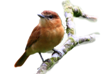 Robin_edited.png