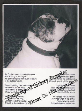 British (English) Bulldog Dedication