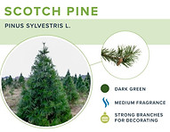 types-of-christmas-trees-scotch-pine.jpg