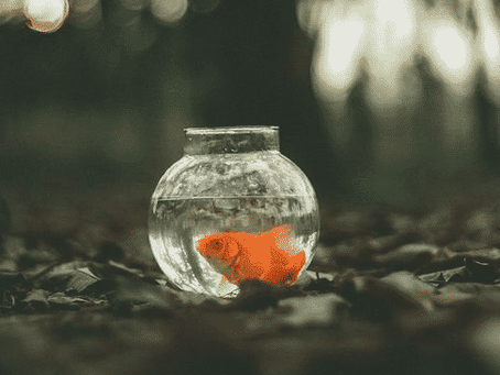 Garder un poisson rouge dans un bocal est un acte cruel