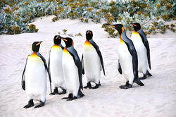 King Penguins, Falkland Islands