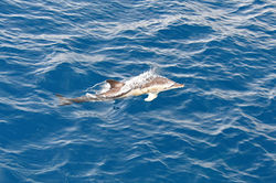 Dolphin