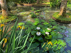 Terra Nostra Botanical Garden