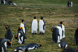 King Penguins, Falkland Islands