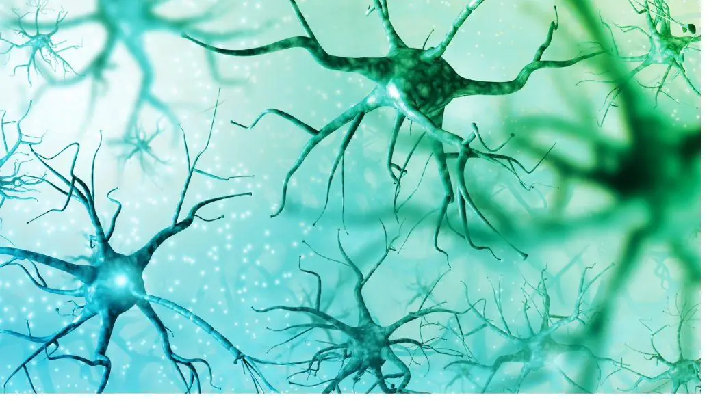 Neurons