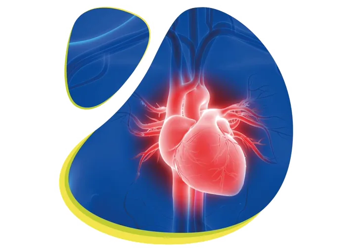 Illustration of the human heart