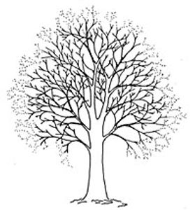tree crown reduction nottingham