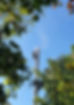 nottingham tree removal service