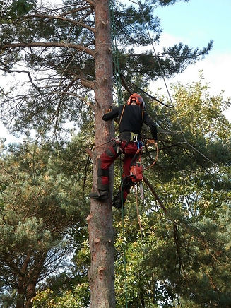 nottingham tree surgeon