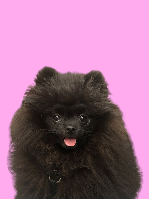 Office Dog