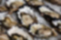 Oysters are grown in the Lake in Merimbula