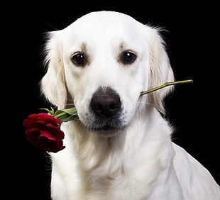 natalia-liais-zolotistyi-retriver-golden-retriver-sobaka-m-3.jpg