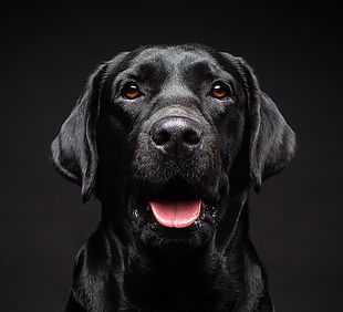 istockphoto-1293292142-170667a.jpg