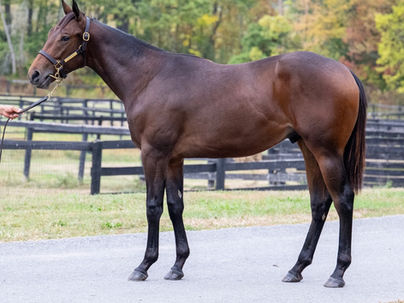 McMahon-Bred Yearlings Selling at Fasig-Tipton Midlantic Fall Yearling Sale