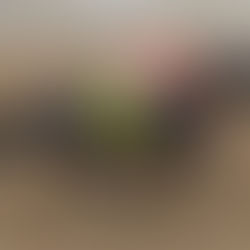 Willow Creek Road Goes Gate to Wire in Oaklawn Allowance Victory