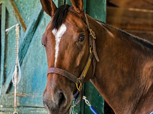 Bodacious Bay Becomes First Grade 1 Winner Selected by RB Bloodstock
