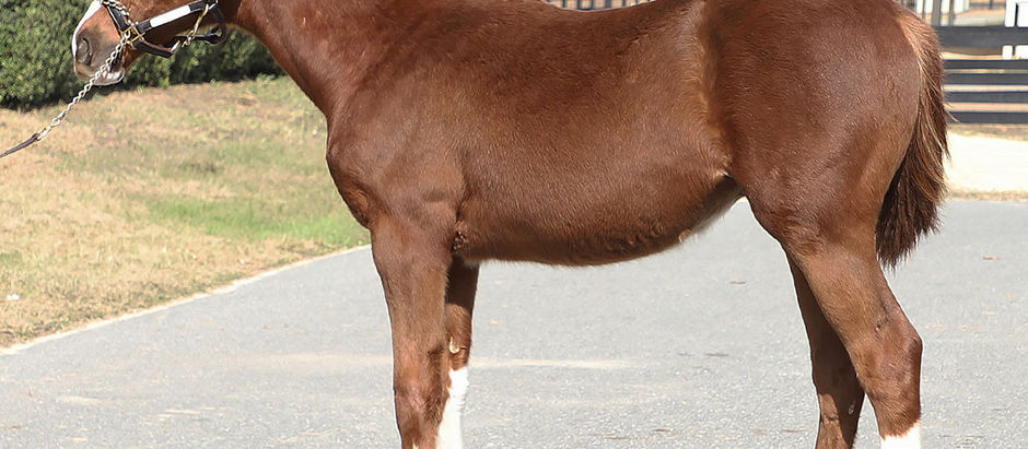 McMahon-Bred Shines at OBS Winter Mixed Sale